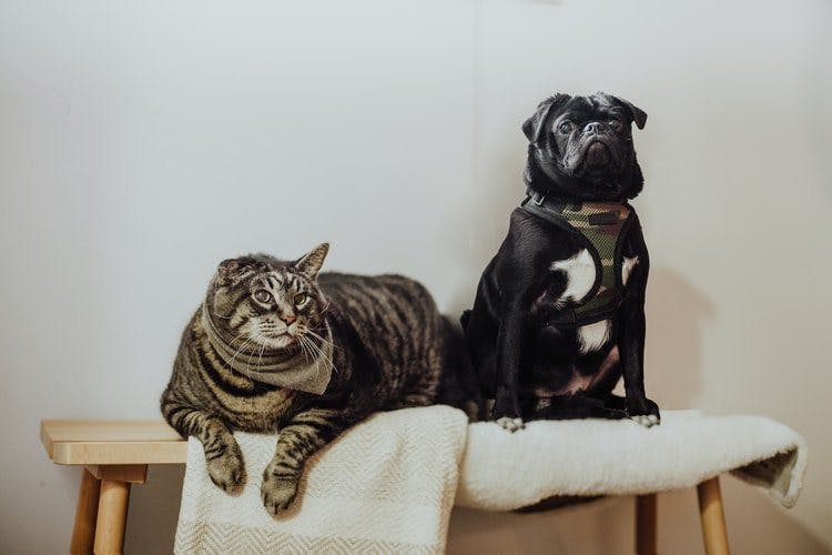 A dog and cat peacefully seated side by side on a bench, displaying harmony and companionship.