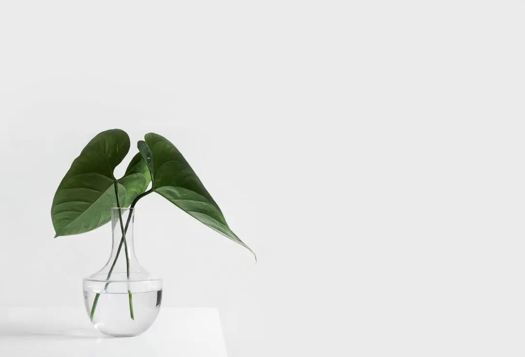 A green plant in a white vase on a plain surface