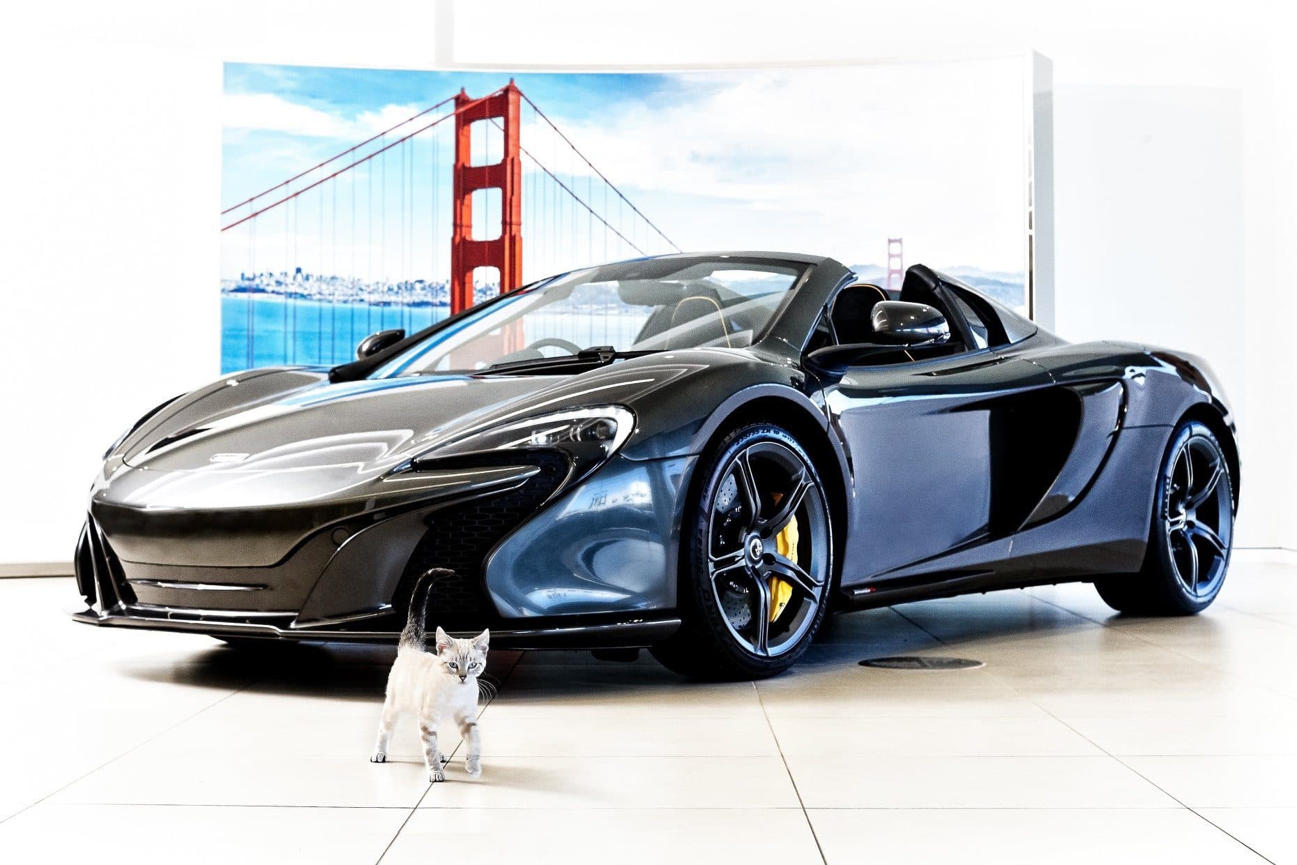 a cat standing next to a car